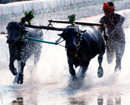 Udupi: DK Kambala Committee releases Official Time Schedule of 2014- 15